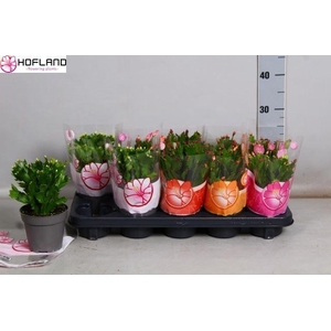 Schlumbergera gemengd 5 kleuren