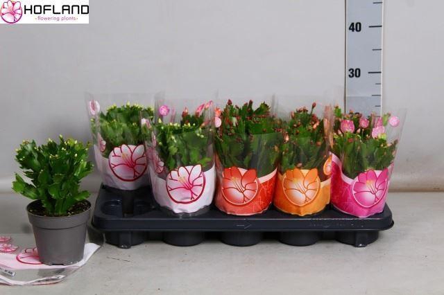 <h4>Schlumbergera gemengd 5 kleuren</h4>