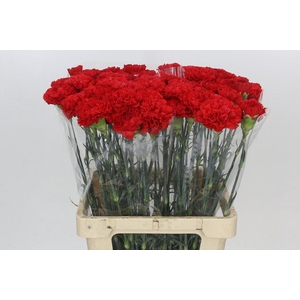 Dianthus St Gennaro