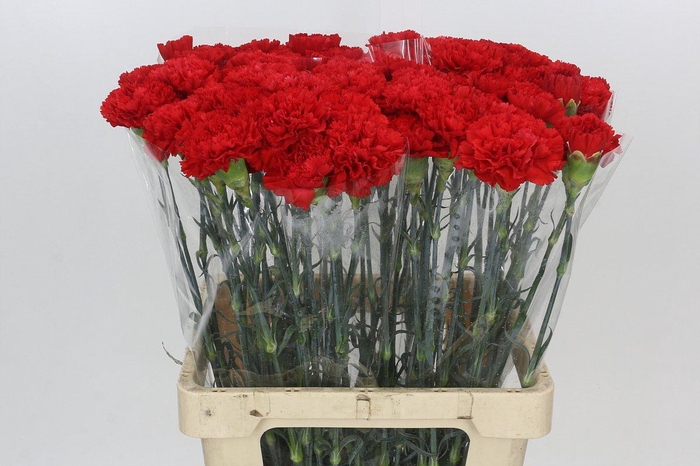 <h4>Dianthus St Gennaro</h4>