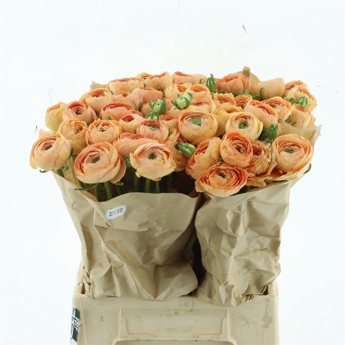 <h4>Ran Su Honey Extra (fr)</h4>