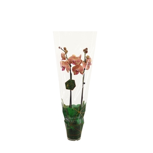 Signature Phal Wild Peach 2T16+