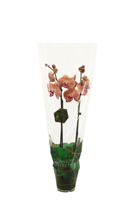 <h4>Signature Phal Wild Peach 2T16+</h4>