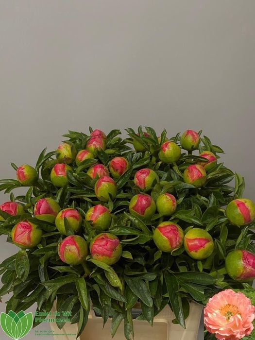 <h4>PAEO CORAL SUNSET</h4>