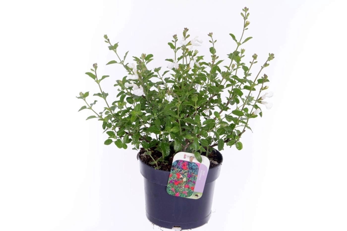 <h4>Salvia microphylla Salvinio White</h4>