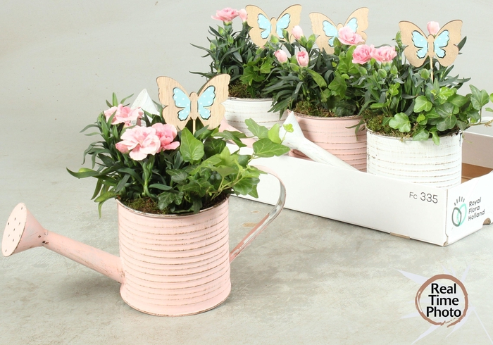 <h4>ARR TUINPLANTEN</h4>