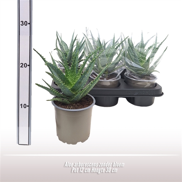 <h4>Aloe arborescens</h4>