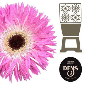 Gerbera Spider Stitch Diamond