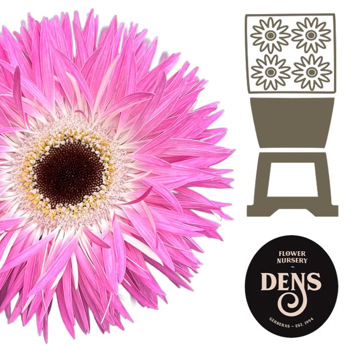 <h4>Gerbera Spider Stitch Diamond</h4>