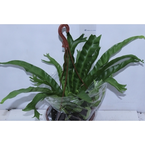 ASPLENIUM CRISSIE C21