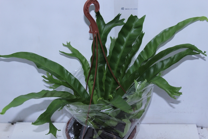 <h4>ASPLENIUM CRISSIE C21</h4>