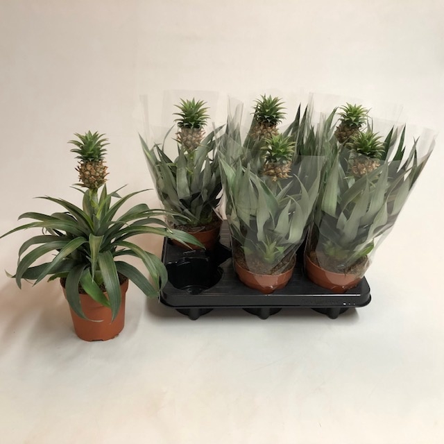 <h4>ANANAS MI AMIGO</h4>