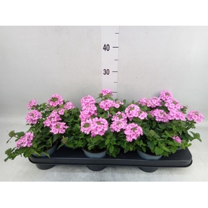 Verbena  'Lascar Hot Rose'