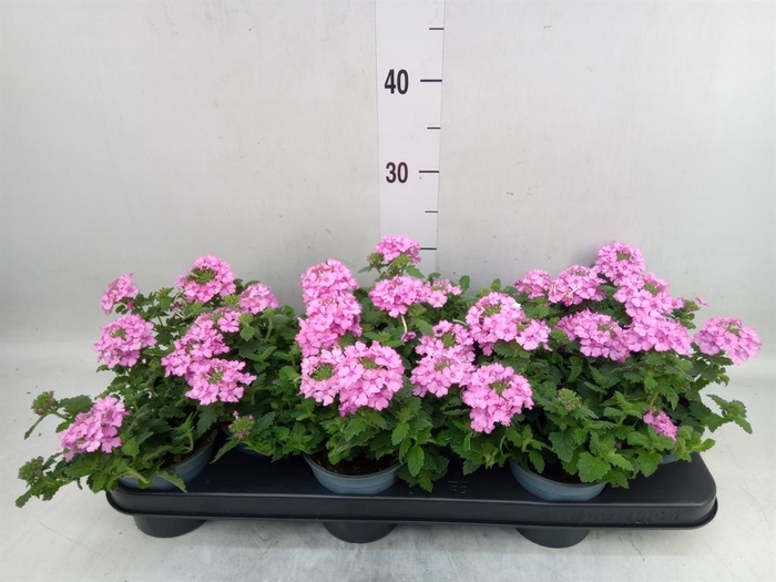 <h4>Verbena  'Lascar Hot Rose'</h4>