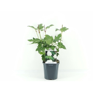 Viburnum opulus Roseum