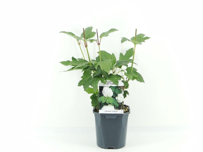 <h4>Viburnum opulus Roseum</h4>