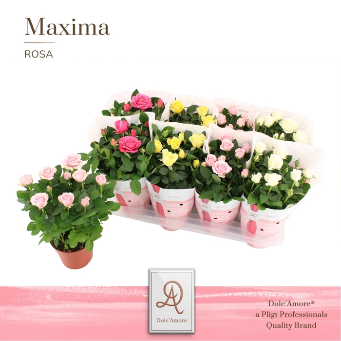 <h4>Potroos Florence Mix P14 Dolc'Amore® Maxima</h4>