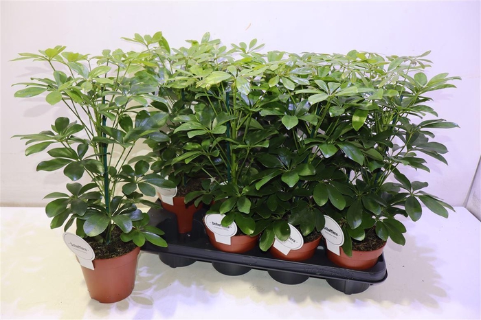 <h4>Schef Ar Nora</h4>