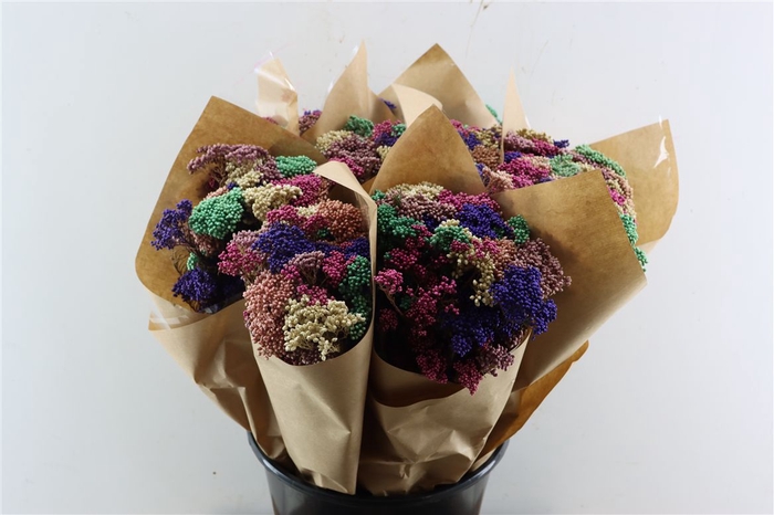 Dried Bqt Riceflower Mix Lila Bunch