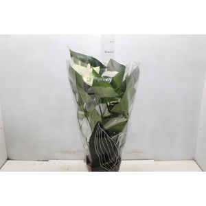 ANTHURIUM WHITE WINNER P17