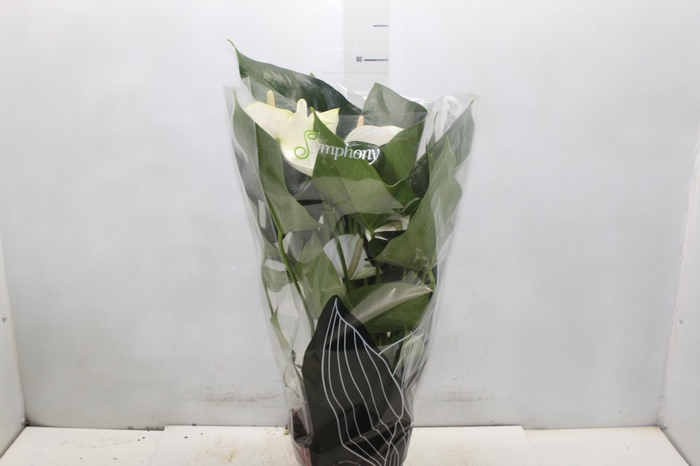 <h4>ANTHURIUM WHITE WINNER P17</h4>
