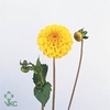 DAHL GOLDEN SCEPTER