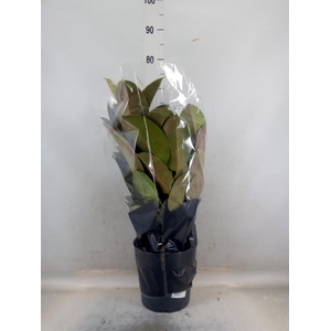 Ficus elastica 'Robusta'