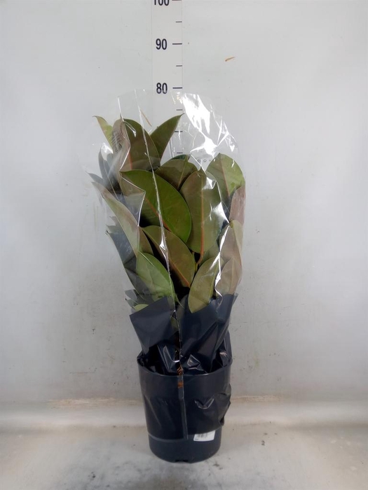 <h4>Ficus elastica 'Robusta'</h4>