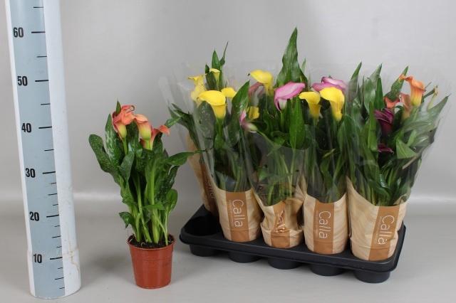 <h4>ZANT GEM 4 KL</h4>