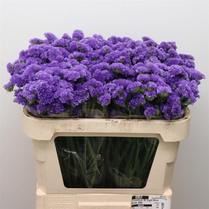 Limonium St Light Blue Birds X50