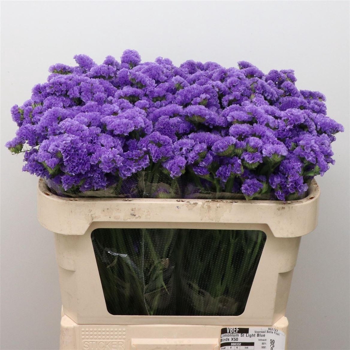 <h4>Limonium St Light Blue Birds X50</h4>