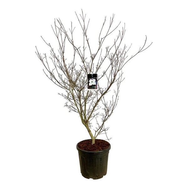 <h4>Cornus kousa 'Cappucino'</h4>