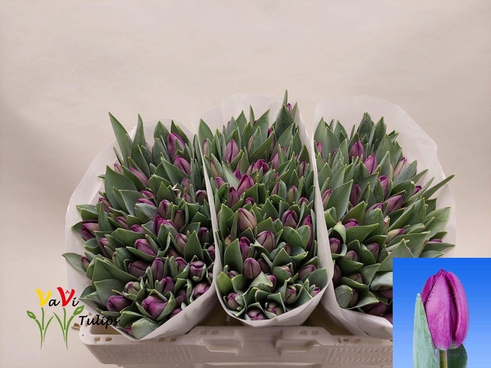 <h4>TU EN BULLIT</h4>