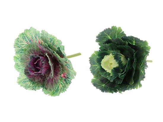 Cabbage 2Ass L25W25H25