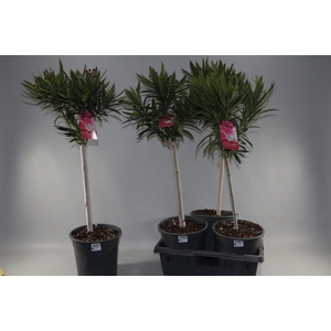 NERIUM OLEANDER OV