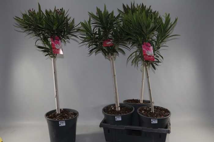 <h4>NERIUM OLEANDER OV</h4>