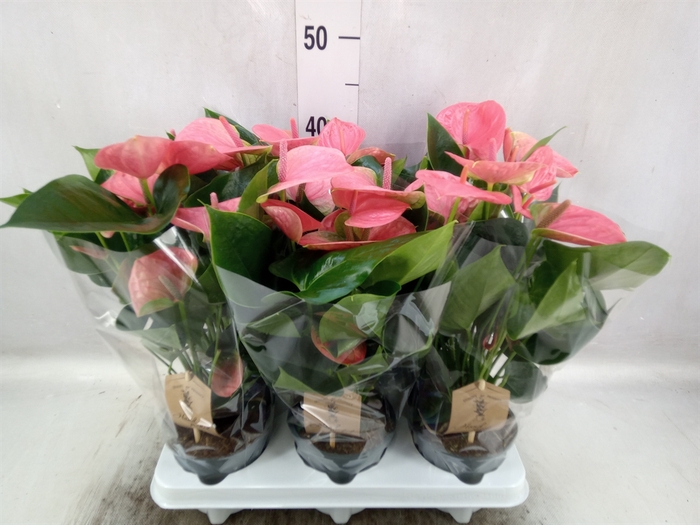 Anthurium andr. 'Sweet Dream'