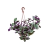 TRADESCANTIA FLUMINENSES TRICOLOR C21