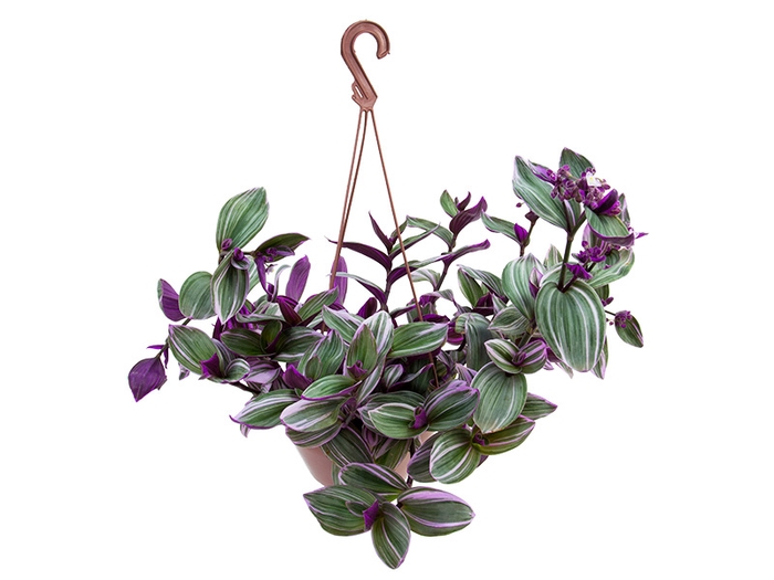 TRADESCANTIA FLUMINENSES TRICOLOR C21