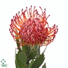 Nutans Rigoletto Red