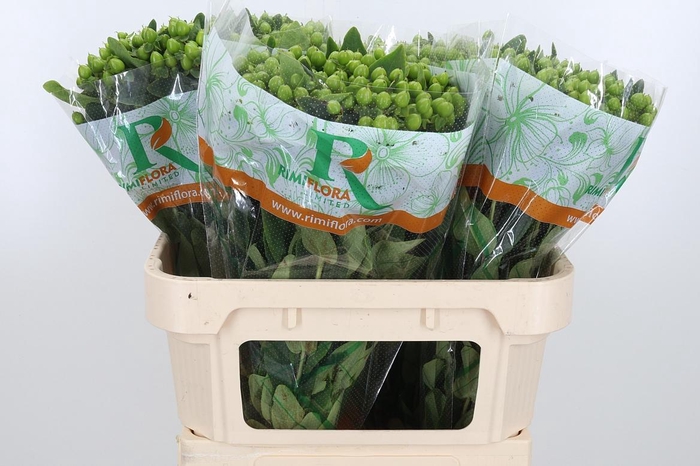 <h4>Hyp Mag Mirage</h4>