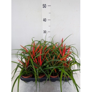 Tillandsia flabellata