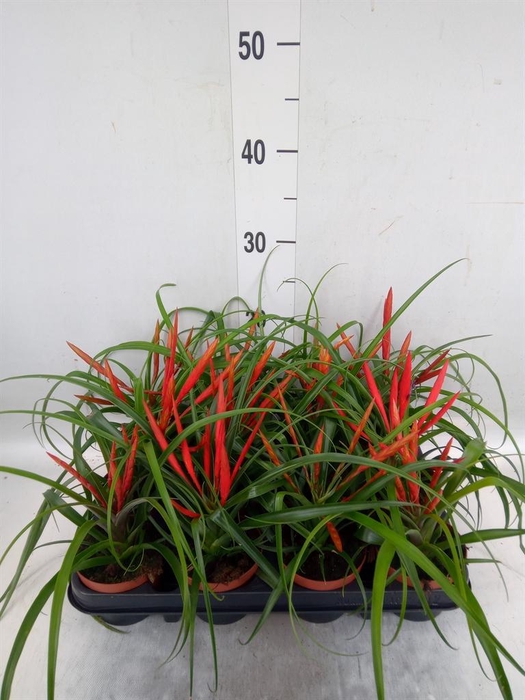 <h4>Tillandsia flabellata</h4>