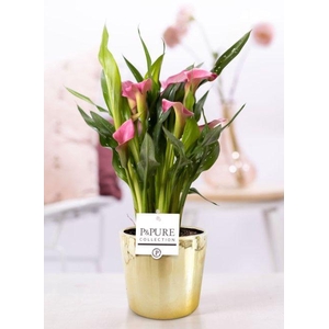 Zantedeschia pink in P&PURE Laryssa ceramics shiny gold