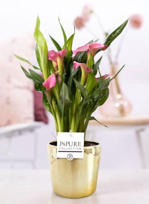 <h4>Zantedeschia pink in P&PURE Laryssa ceramics shiny gold</h4>