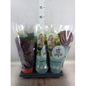 Calathea roseopicta   ...mix