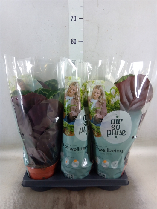<h4>Calathea roseopicta   ...mix</h4>