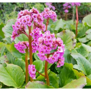Bergenia overig