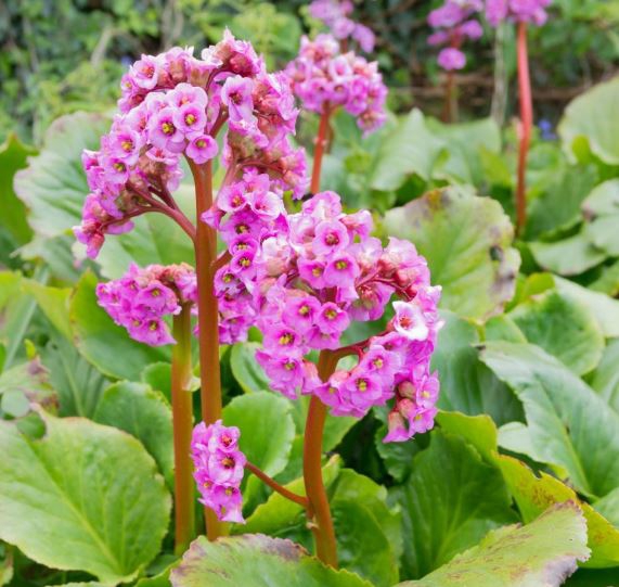 <h4>Bergenia overig</h4>