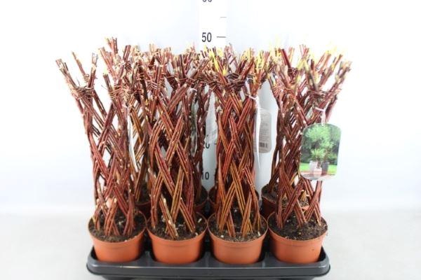 <h4>Salix   ...</h4>